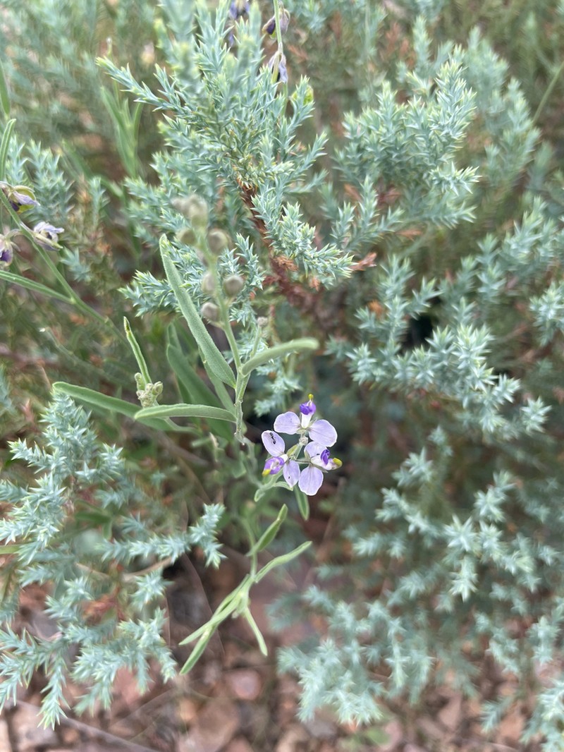 Blue Milkwort photo 7