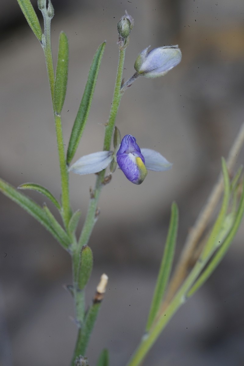 Blue Milkwort photo 8