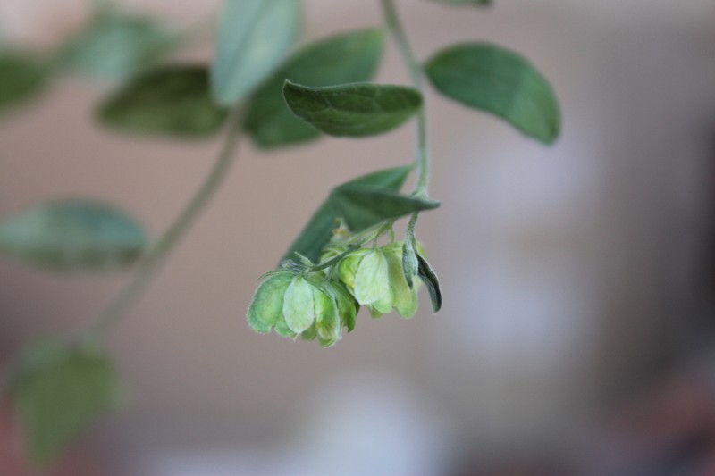 Hebecarpa buxifolia