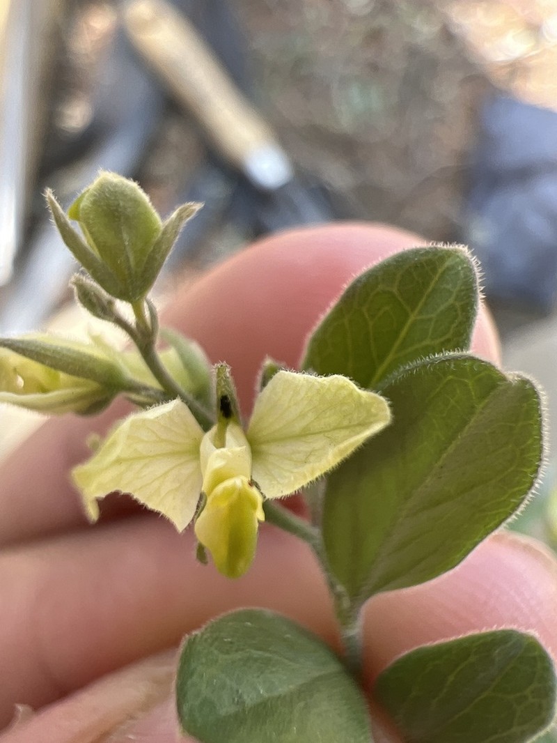 Hebecarpa buxifolia photo 2