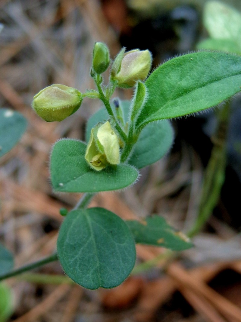Hebecarpa buxifolia photo 3