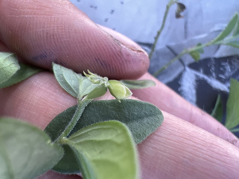 Hebecarpa buxifolia photo 4