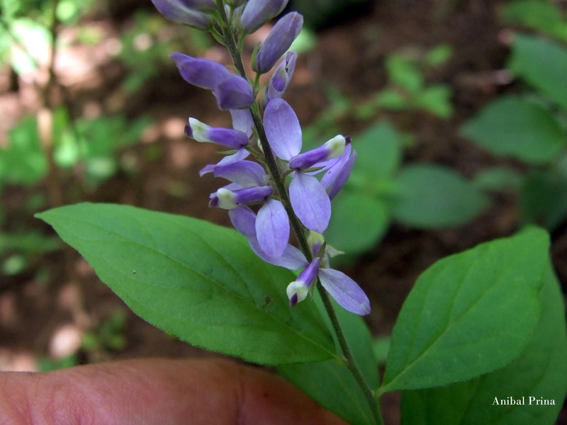 Hebecarpa caracasana