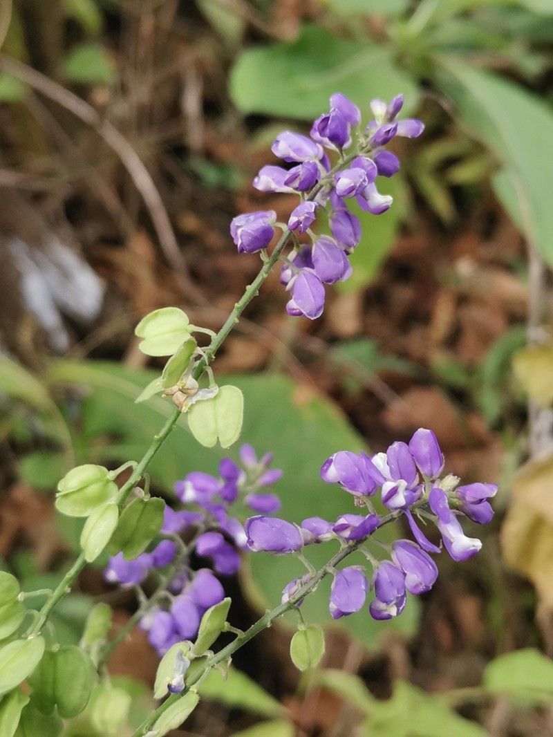 Hebecarpa caracasana photo 2