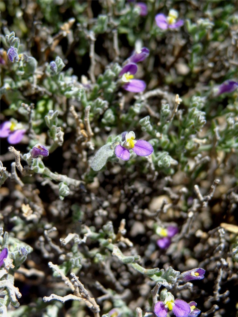 Glandleaf Milkwort