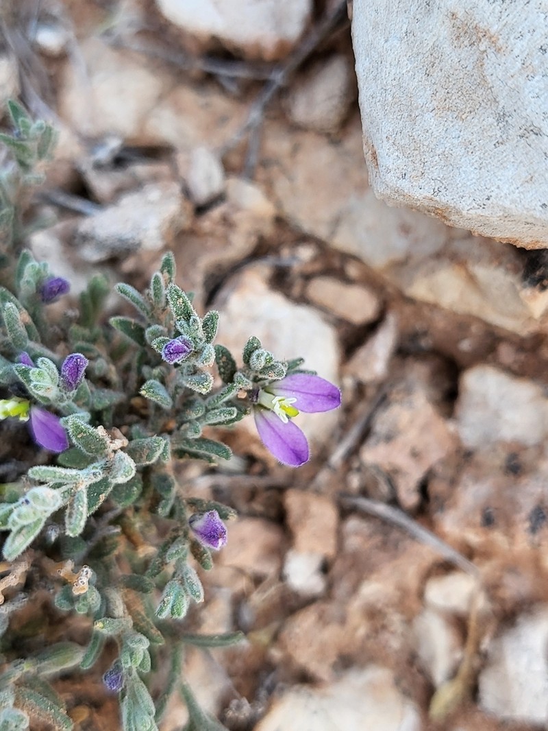 Glandleaf Milkwort photo 2