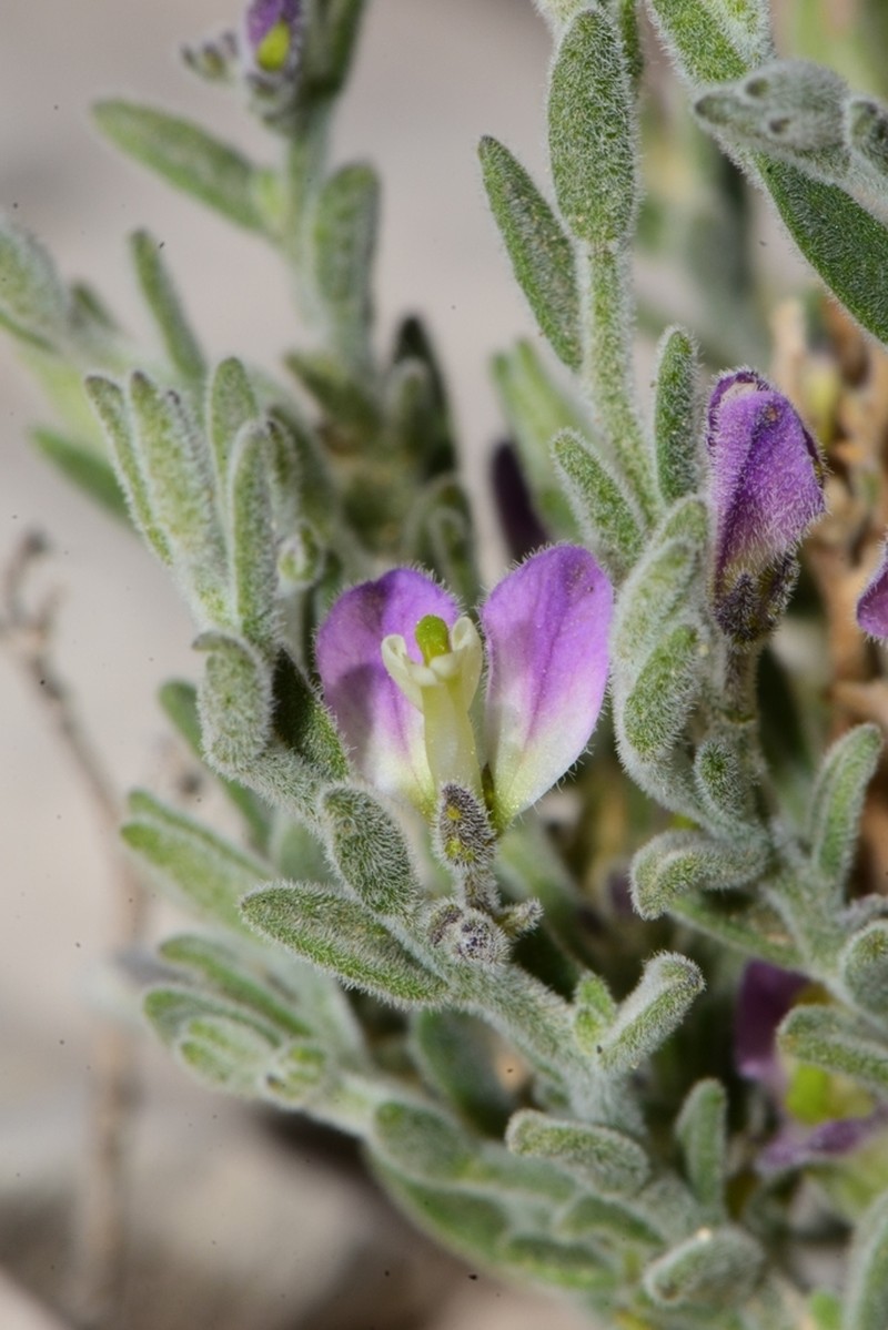 Glandleaf Milkwort photo 3