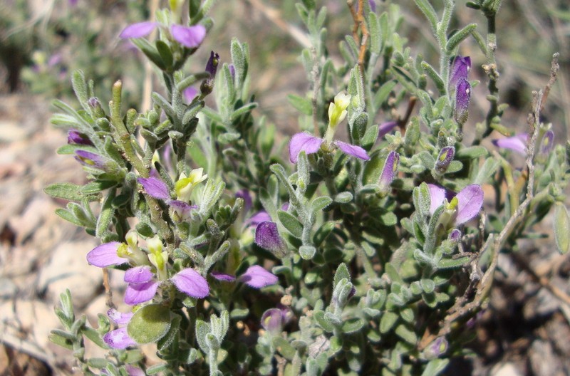 Glandleaf Milkwort photo 4