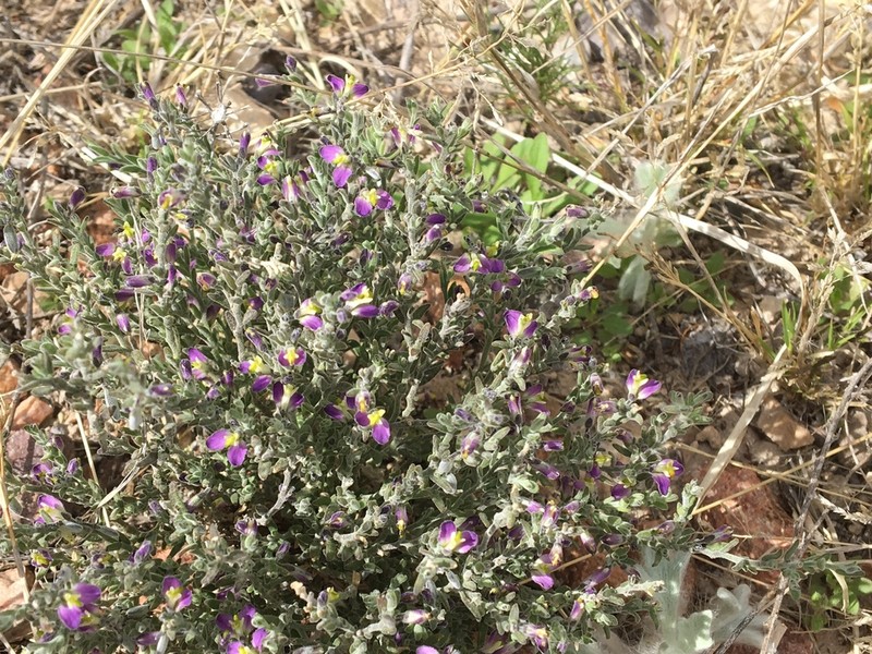 Glandleaf Milkwort photo 5
