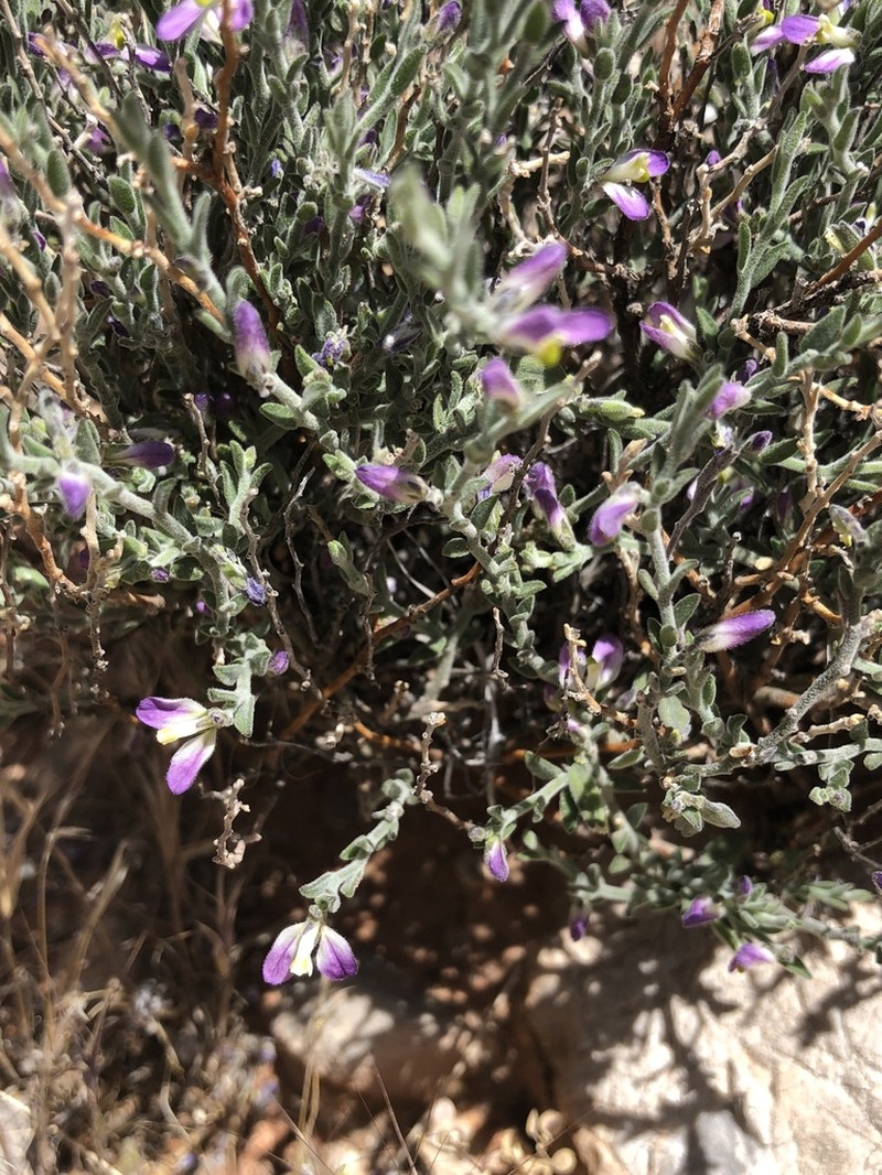 Glandleaf Milkwort photo 6