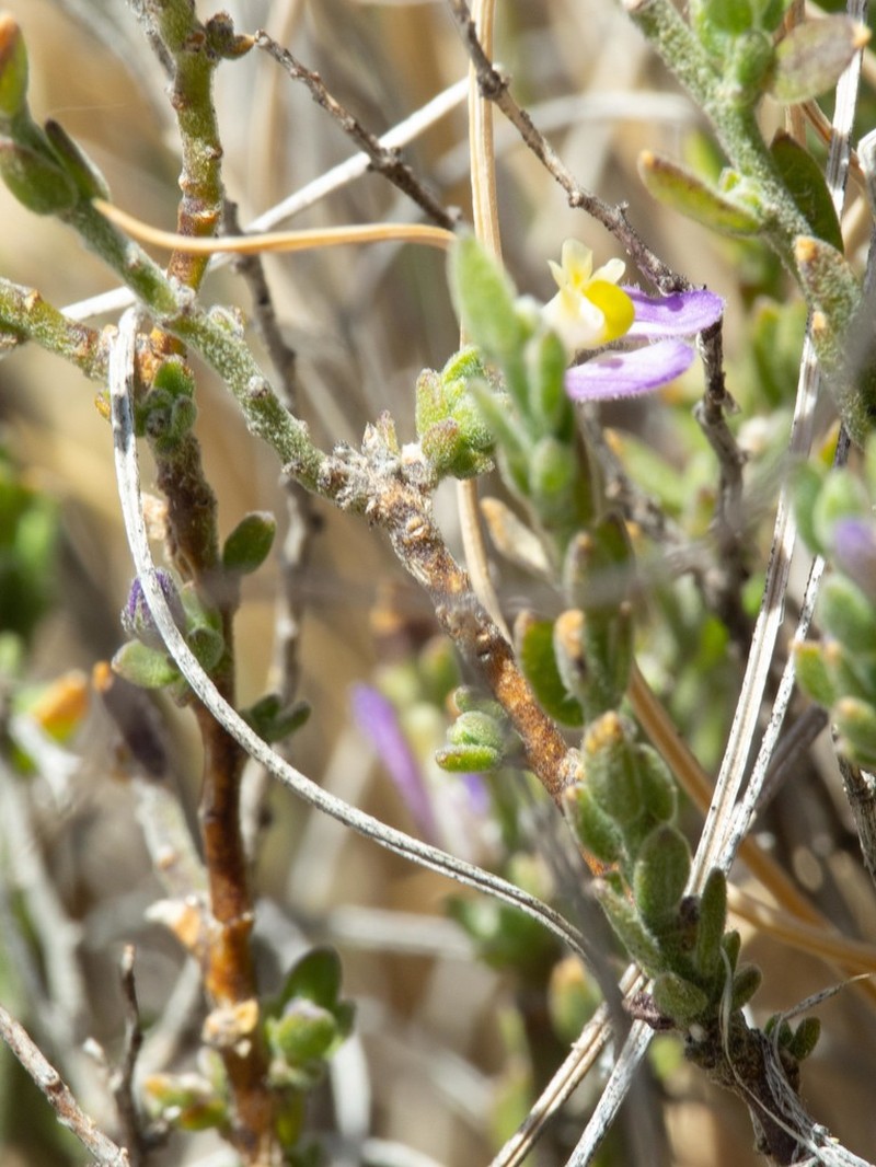 Glandleaf Milkwort photo 7