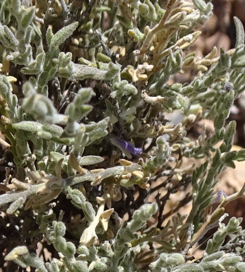 Glandleaf Milkwort photo 8