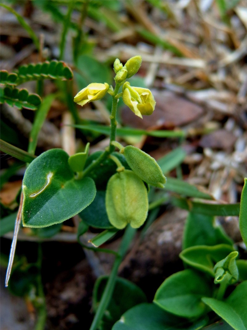 Hebecarpa myrtilloides