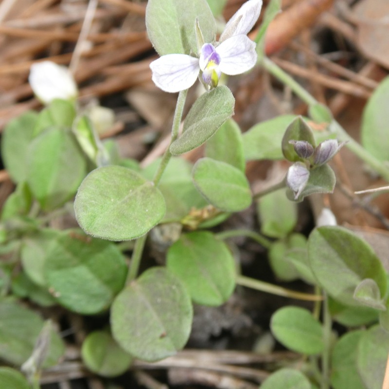 Hebecarpa myrtilloides photo 3