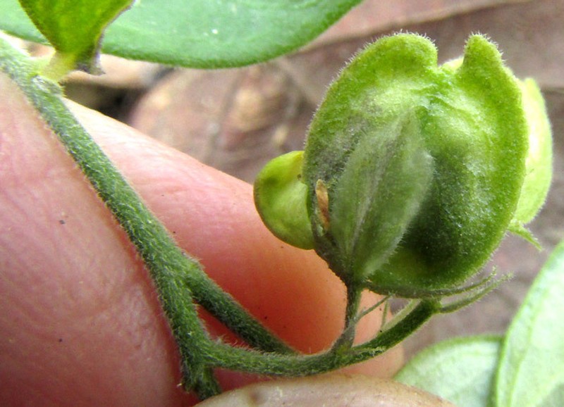 Hebecarpa myrtilloides photo 4