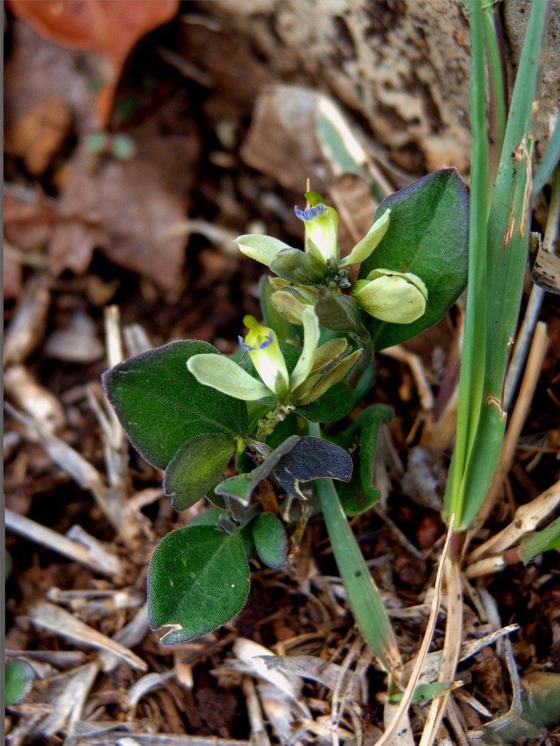 Hebecarpa myrtilloides photo 6
