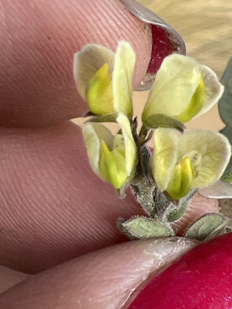Hebecarpa myrtilloides photo 7