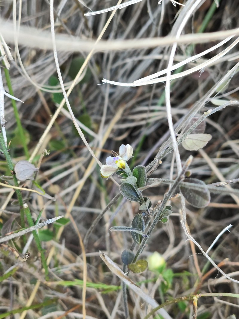 Hebecarpa myrtilloides photo 8