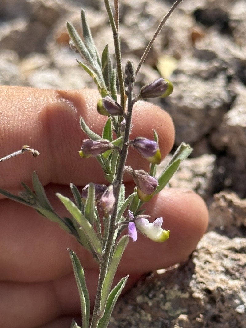 Velvetseed Milkwort photo 2