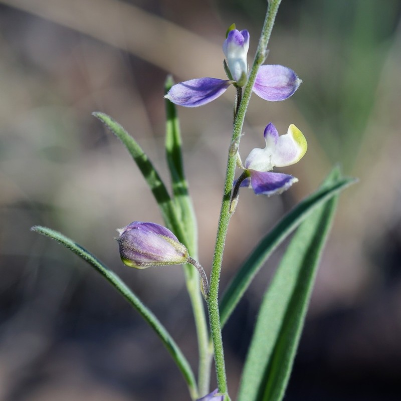 Velvetseed Milkwort photo 3