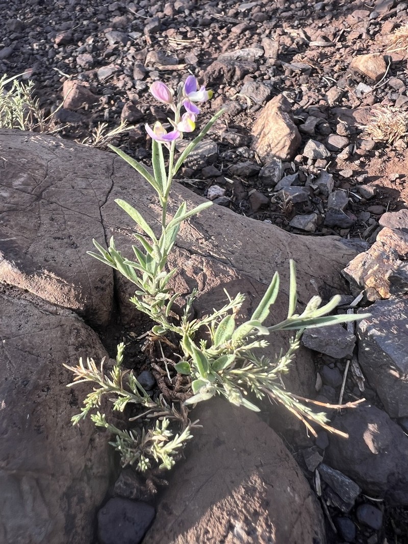 Velvetseed Milkwort photo 4