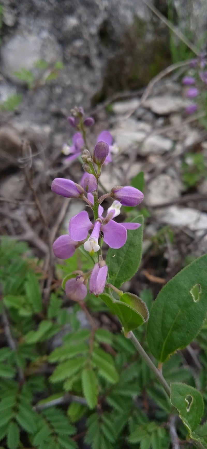 Velvetseed Milkwort photo 6