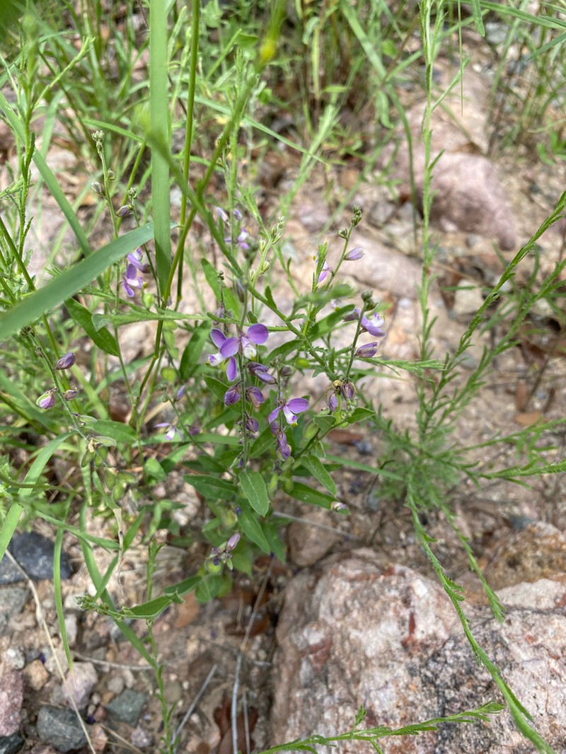 Velvetseed Milkwort photo 7