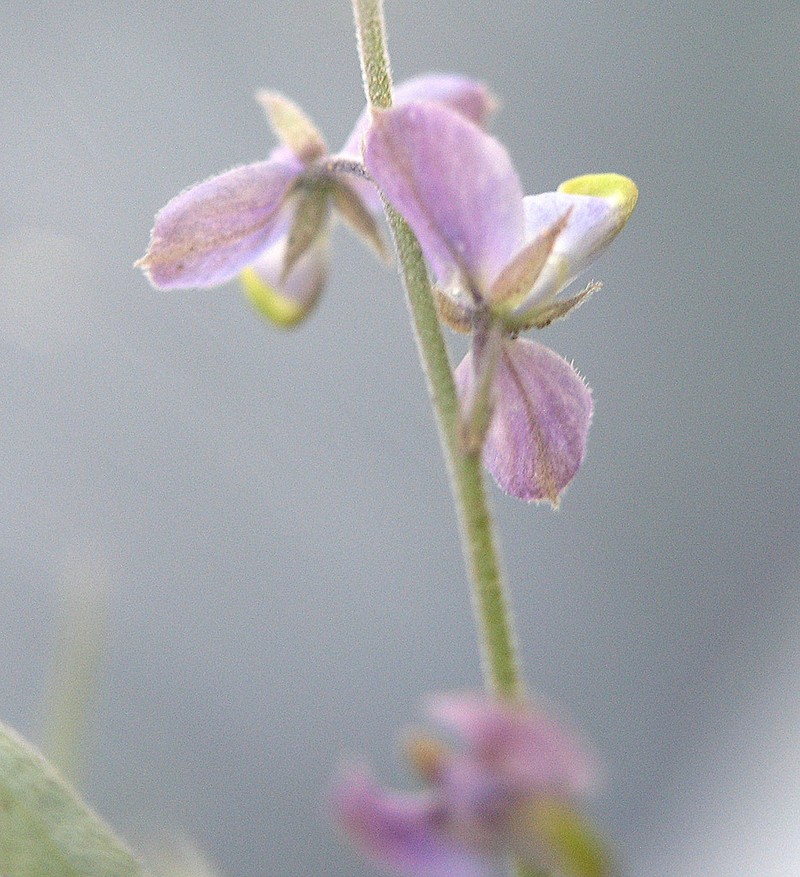 Velvetseed Milkwort photo 8