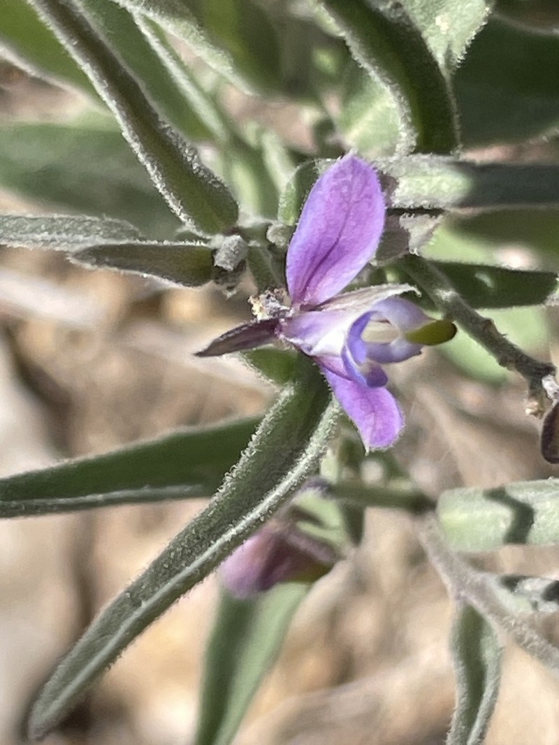 Huachuca Mountain Milkwort