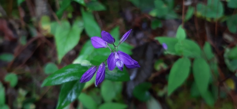 Hebecarpa ovata
