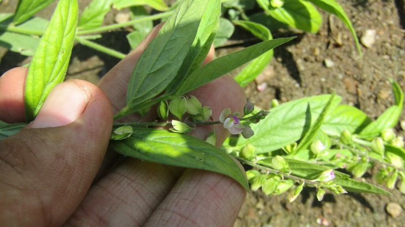 Hebecarpa ovata photo 2