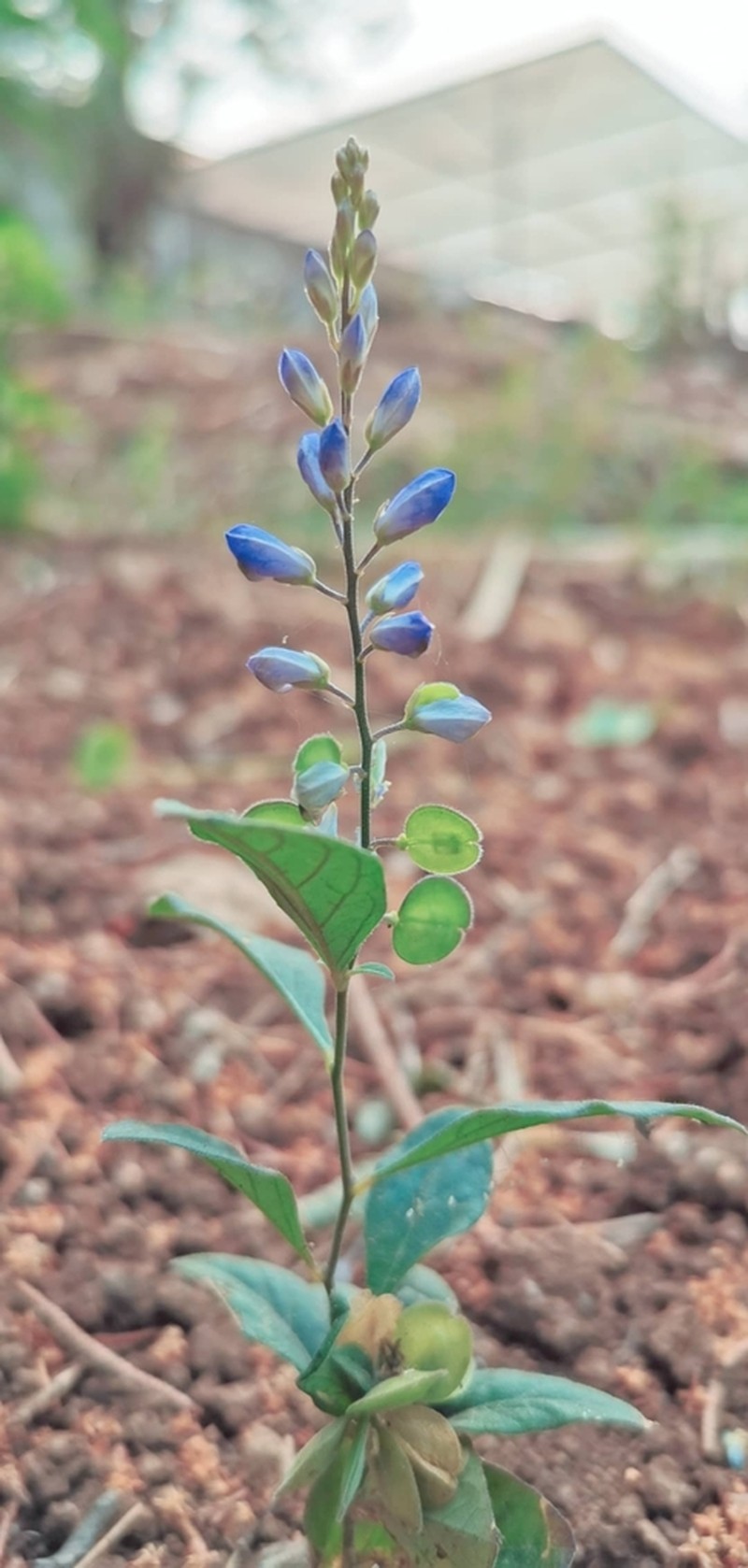 Hebecarpa ovata photo 3