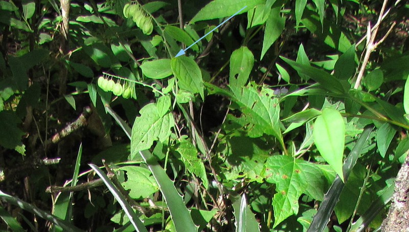 Hebecarpa ovata photo 4