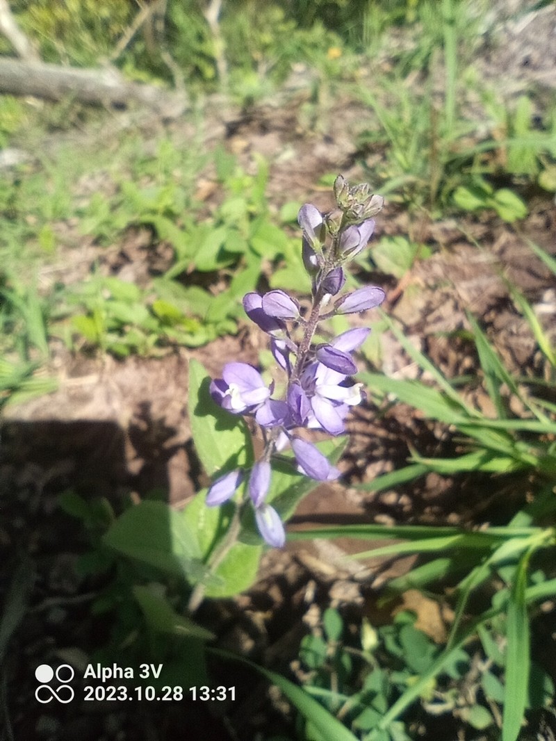 Hebecarpa ovata photo 5