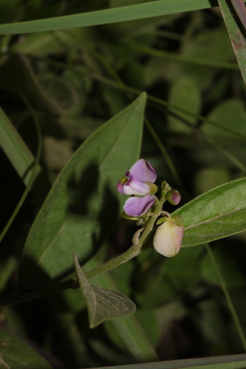 Hebecarpa ovata photo 6