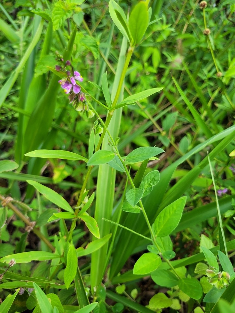 Hebecarpa ovata photo 7