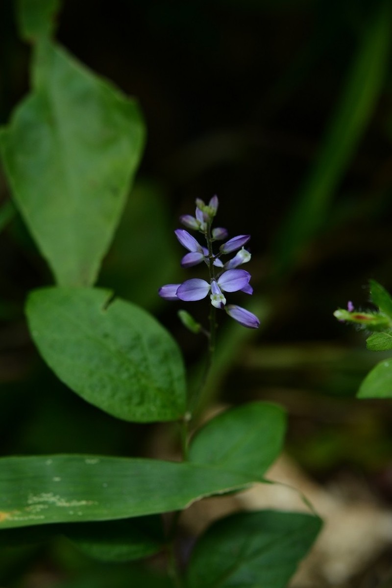 Hebecarpa ovata photo 8