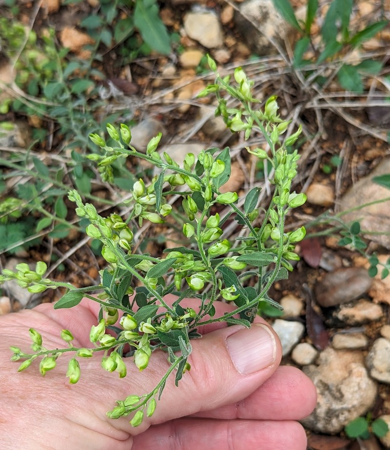 Eggleaf Milkwort
