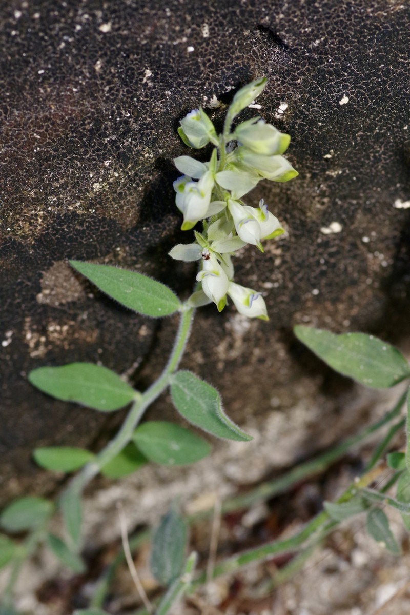 Eggleaf Milkwort photo 2