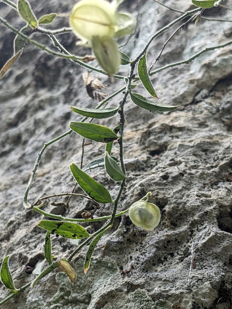 Eggleaf Milkwort photo 3