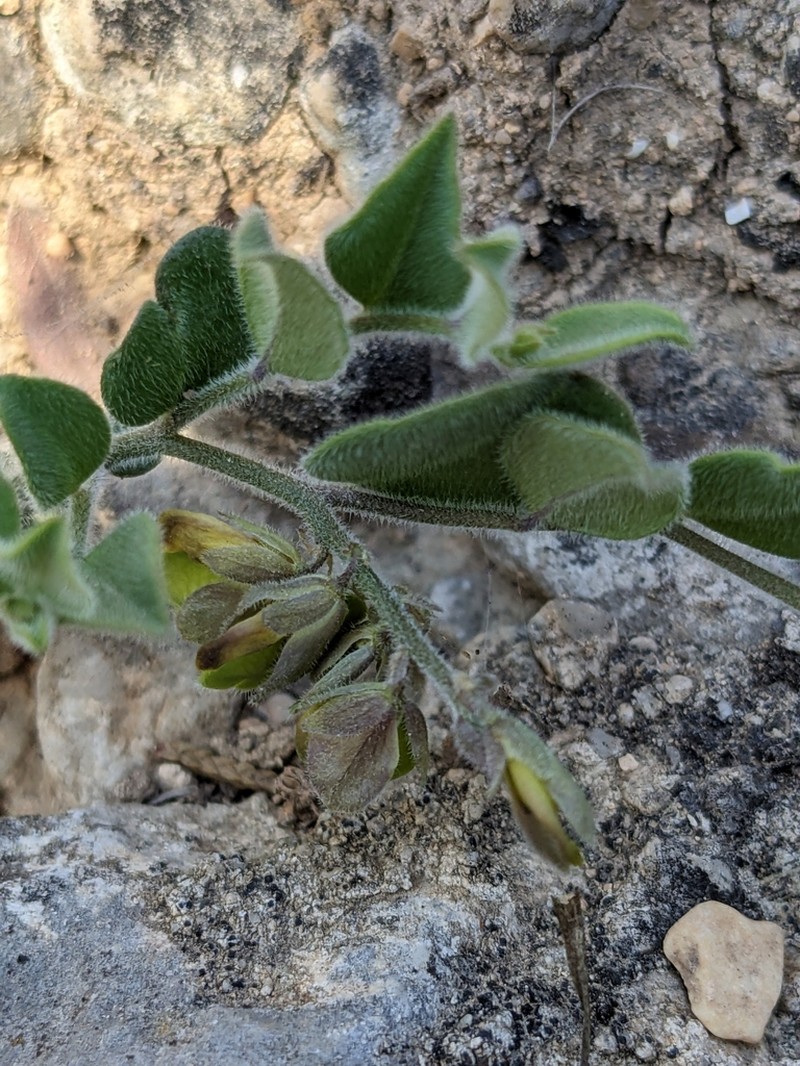 Eggleaf Milkwort photo 4