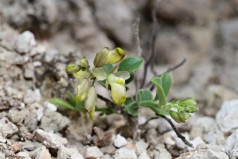 Eggleaf Milkwort photo 5