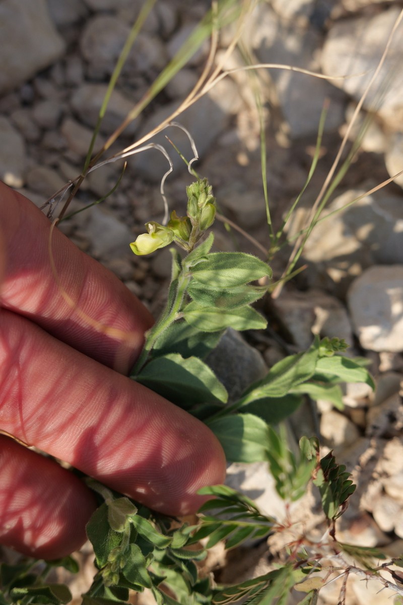 Eggleaf Milkwort photo 6