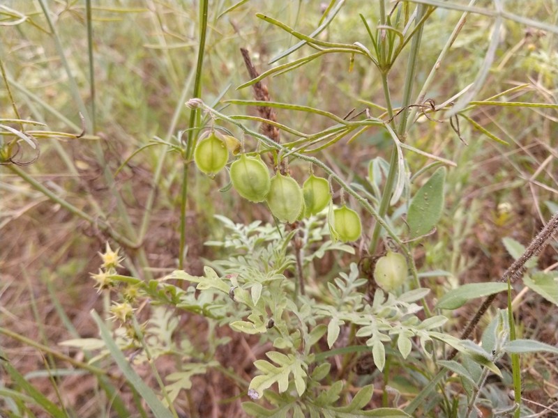 Eggleaf Milkwort photo 8