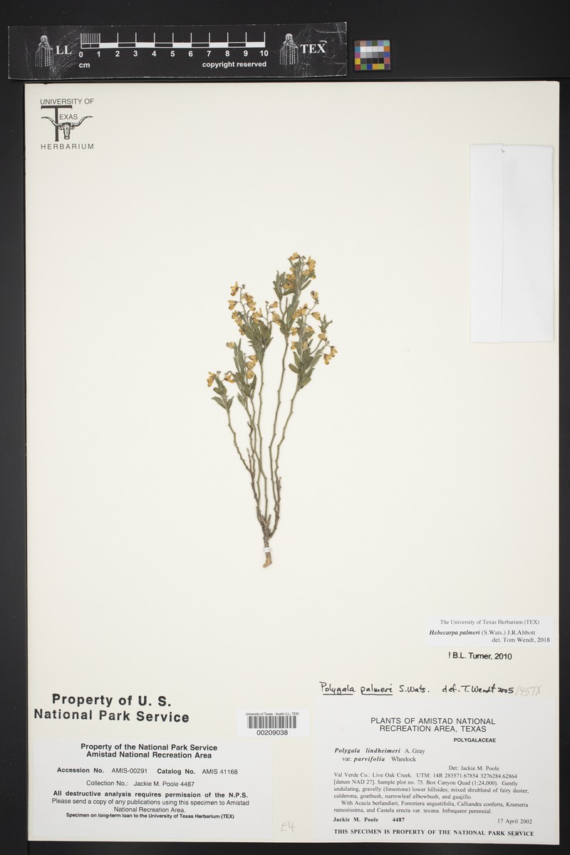 Palmer's Milkwort