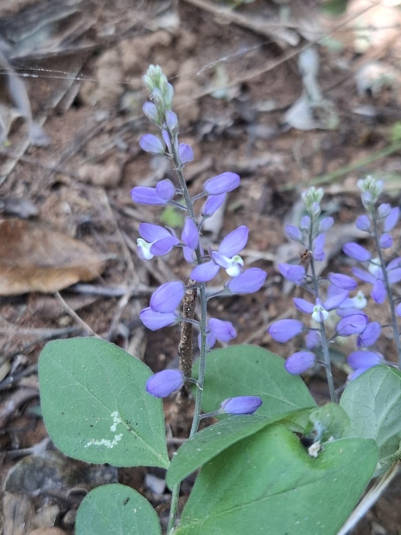 Hebecarpa platycarpa