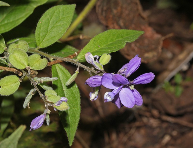 Hebecarpa platycarpa photo 2