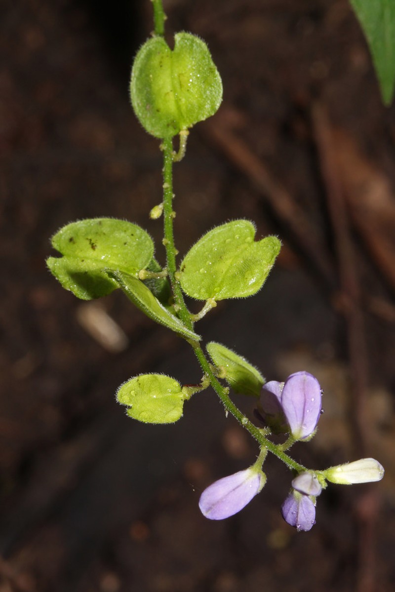 Hebecarpa platycarpa photo 3
