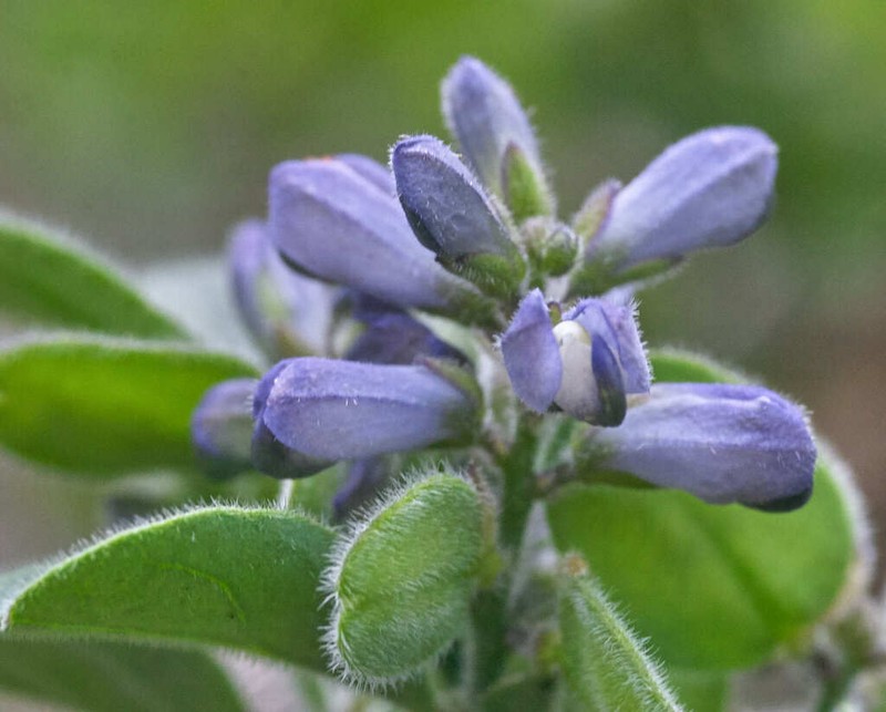 Hebecarpa platycarpa photo 4