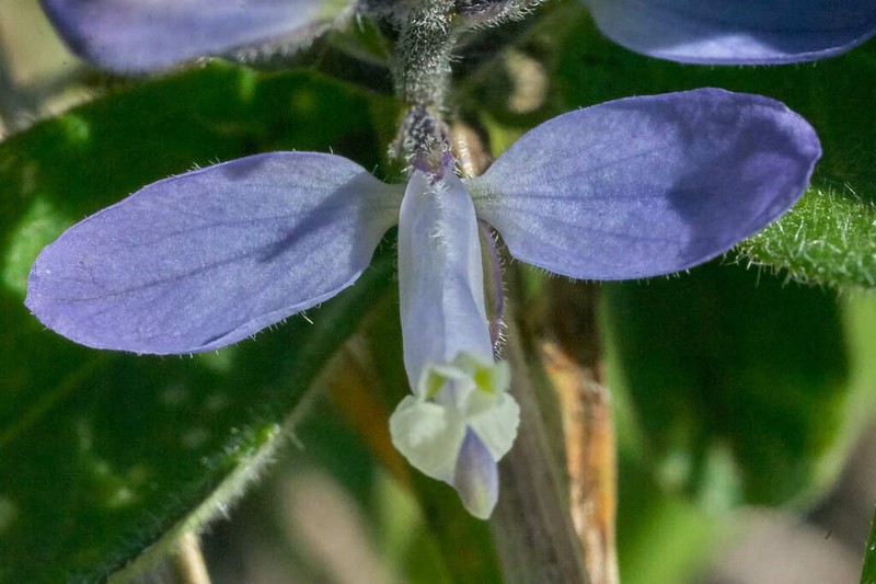 Hebecarpa platycarpa photo 5